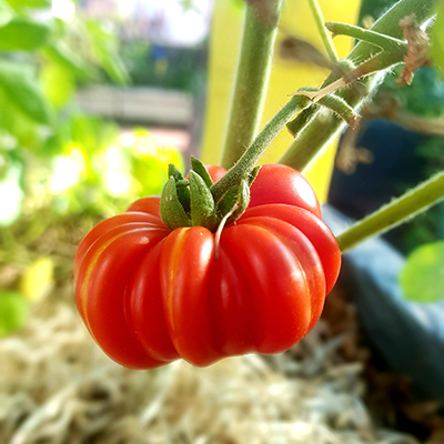 producto-huerta